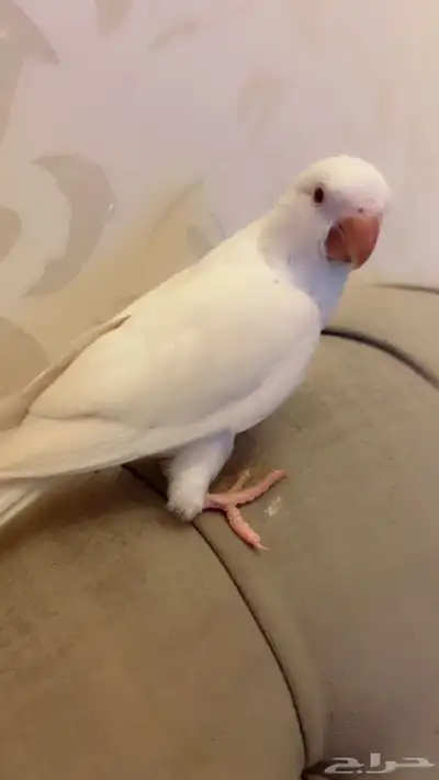 ببغاء كويكر البينو ابيض 0