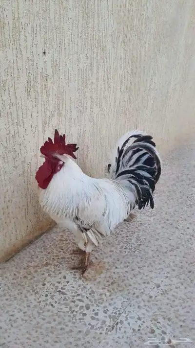 ديك 0