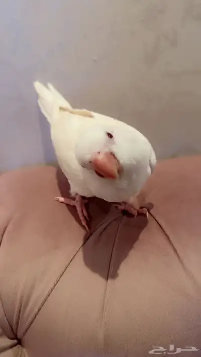 ببغاء كويكر البينو ابيض 1