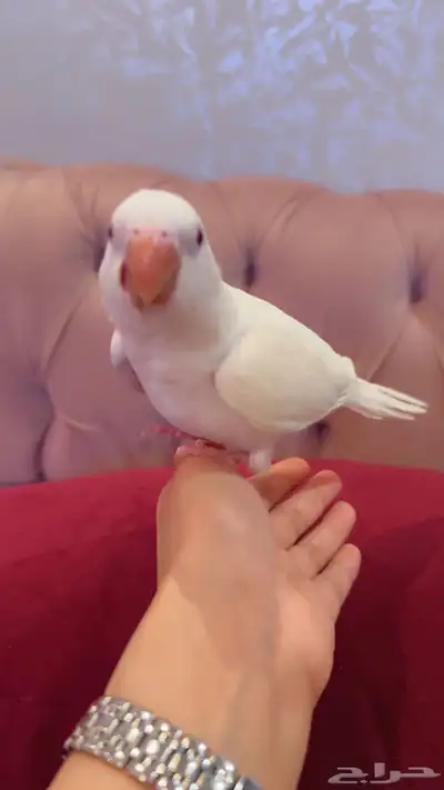 ببغاء كويكر البينو ابيض 2