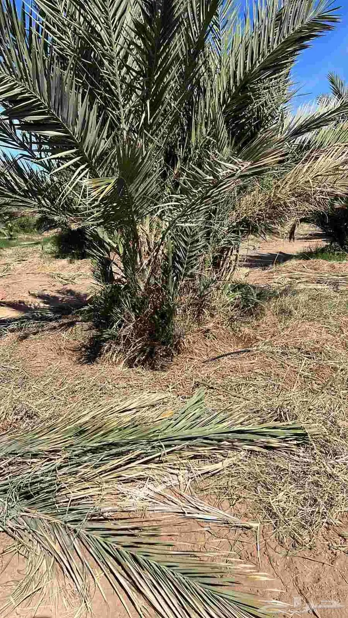 يوجد لدينا جميع انواع النخيل الطيبه على الشرط والضمان 0