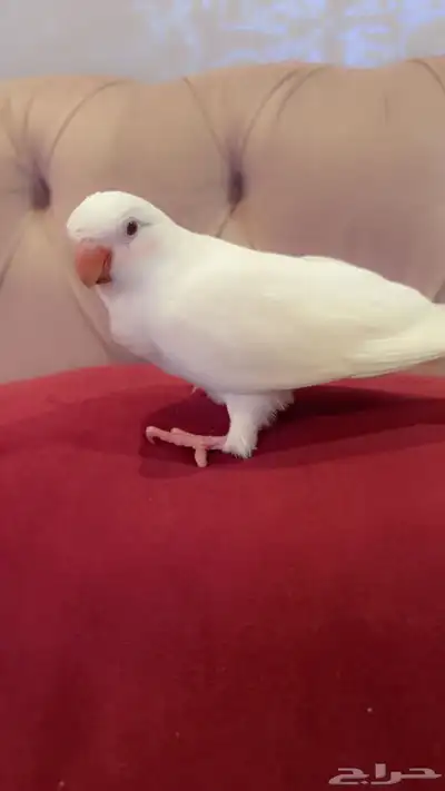 ببغاء كويكر البينو ابيض 4