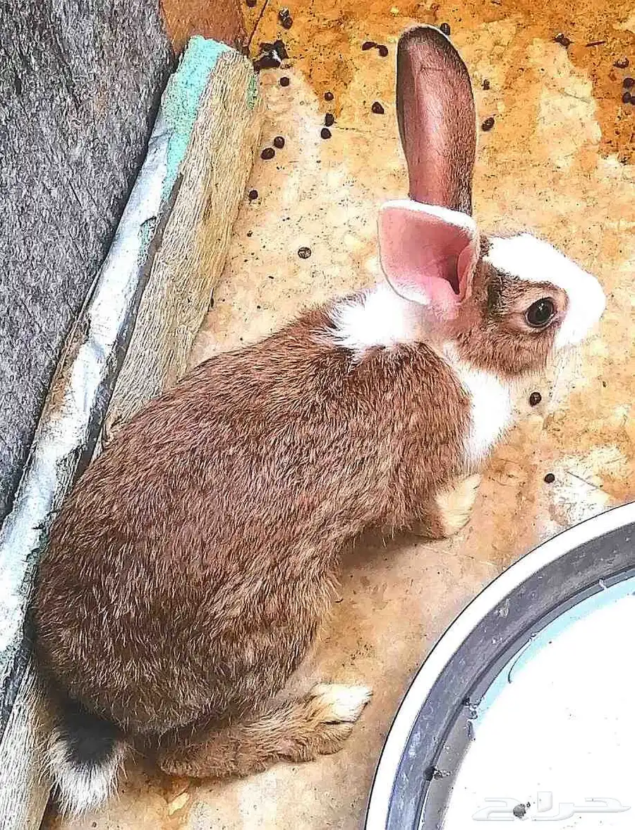 أرانب سلالة ممتازة جاهزة للإنجاب 7