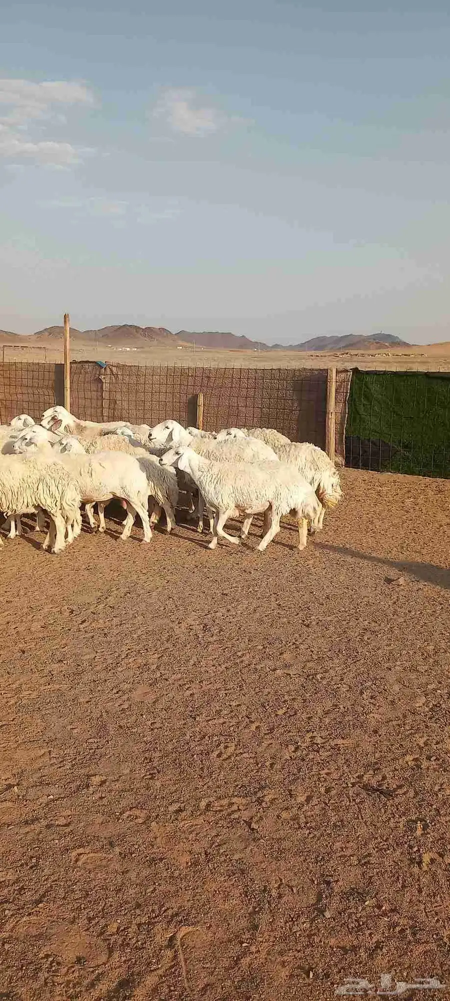 غنم حرش طيبه صنف 28 راس بالفحل ثني دفيع وضراب 0