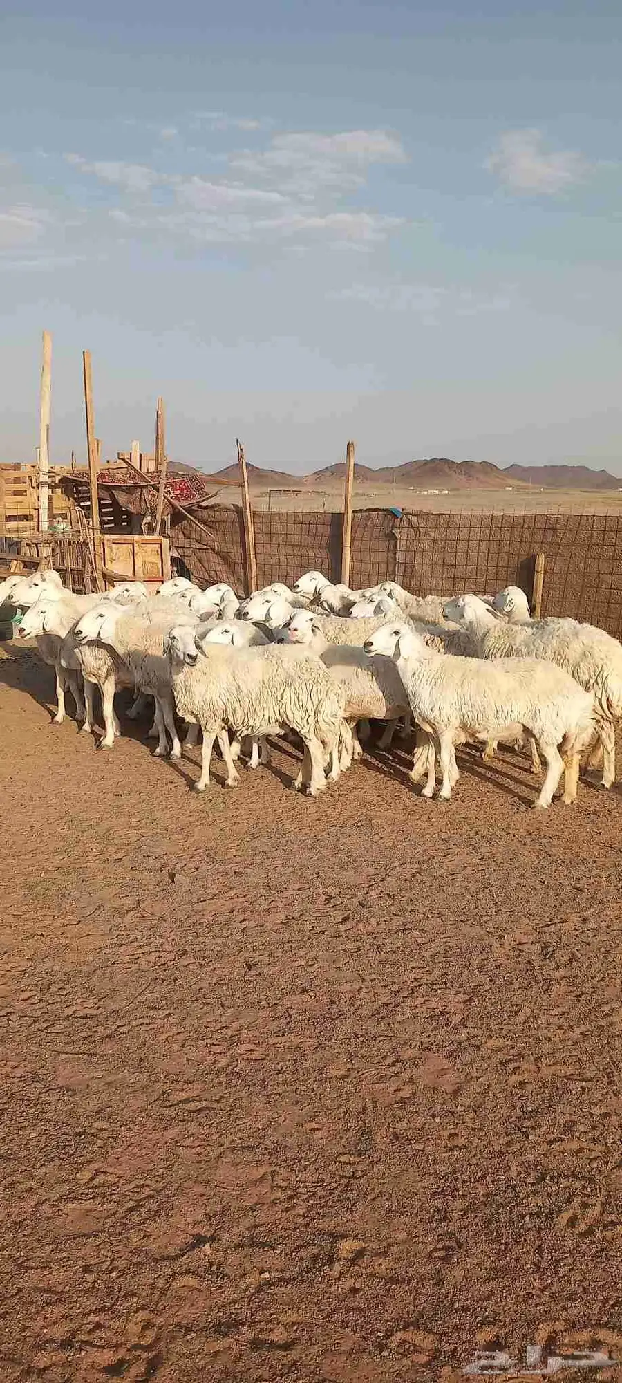 غنم حرش طيبه صنف 28 راس بالفحل ثني دفيع وضراب 2
