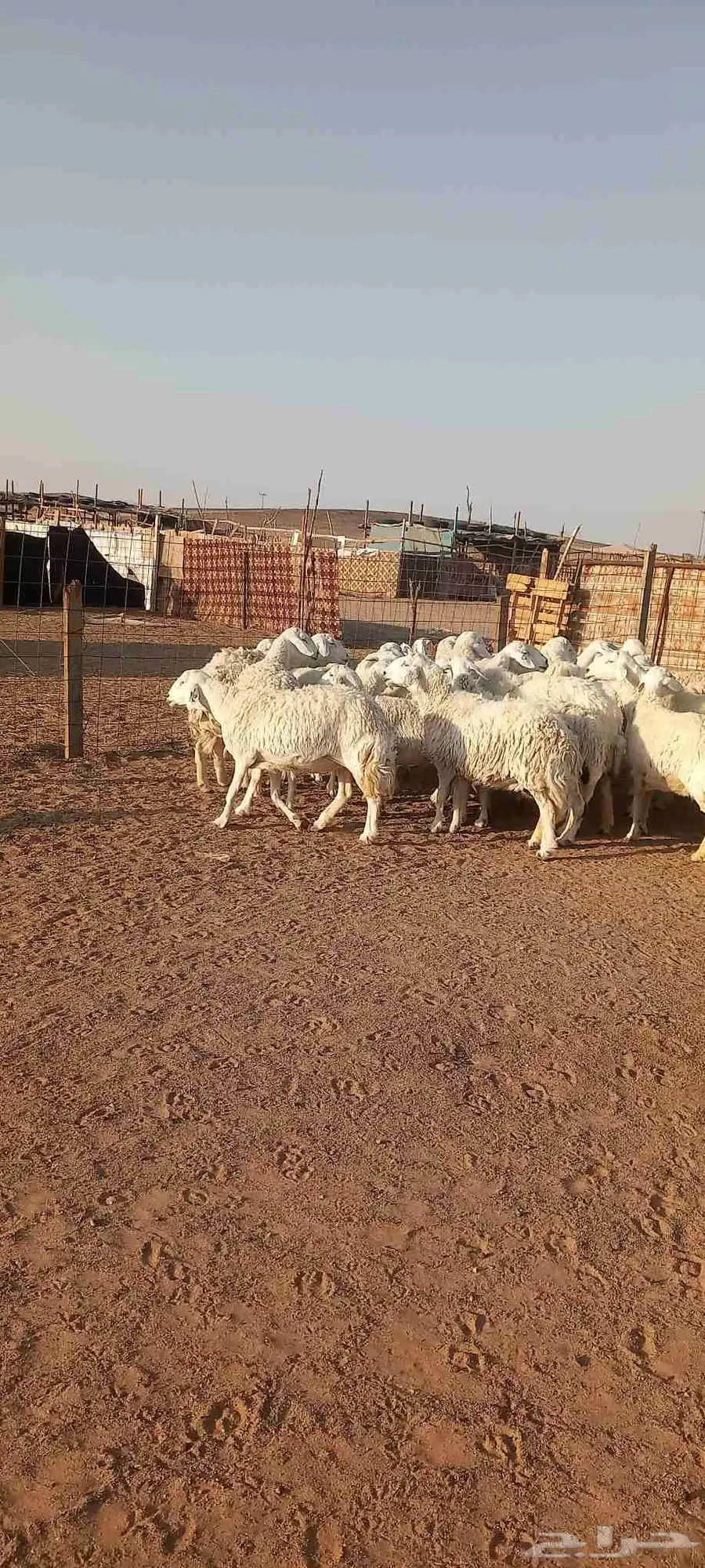 غنم حرش طيبه صنف 28 راس بالفحل ثني دفيع وضراب 3