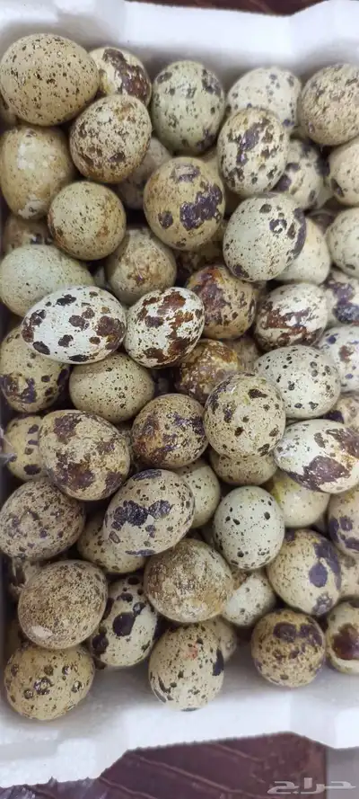 بيض سمان 0