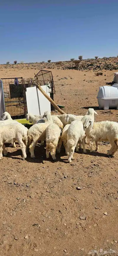 خرفان البيع تم البيع 2