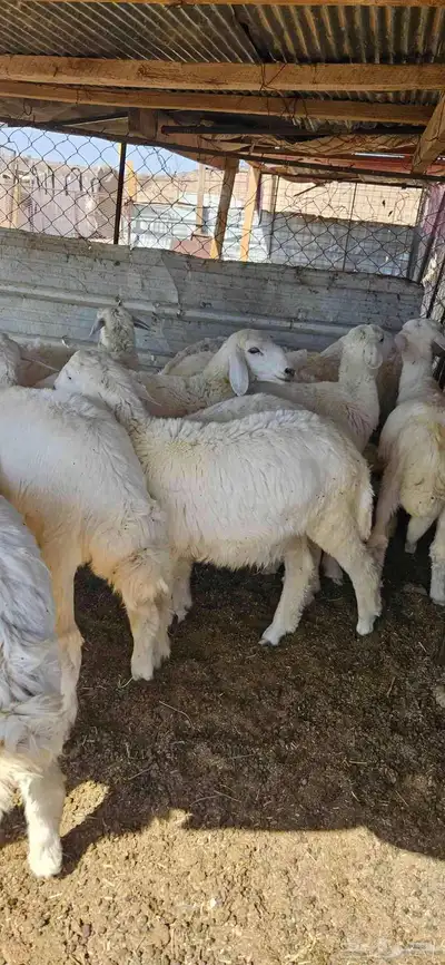 خرفان البيع تم البيع 1