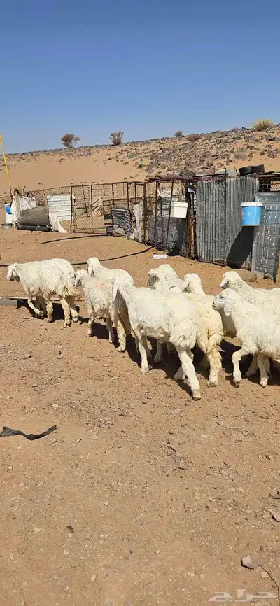 خرفان البيع تم البيع 5