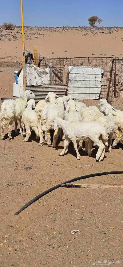 خرفان البيع تم البيع 3