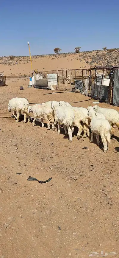 خرفان البيع تم البيع 4