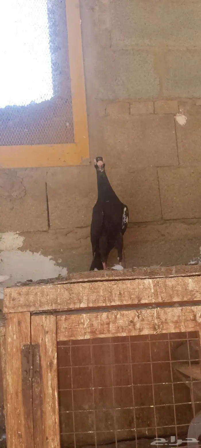 حمام شامي 8