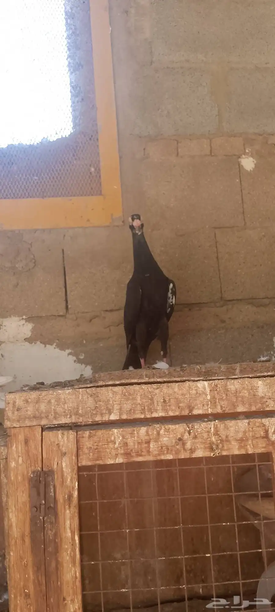 حمام شامي 8