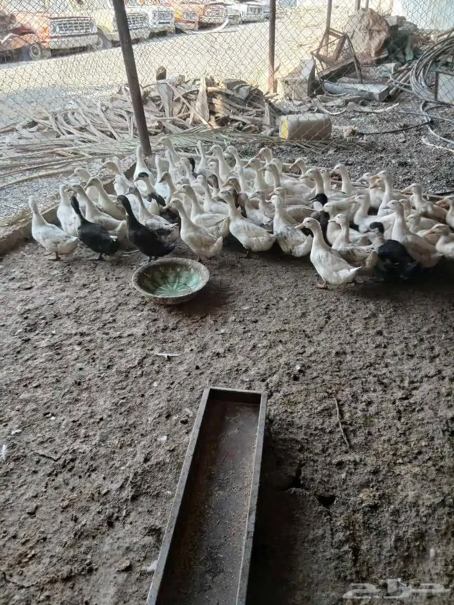 بط للبيع العدد 70 حبه 9