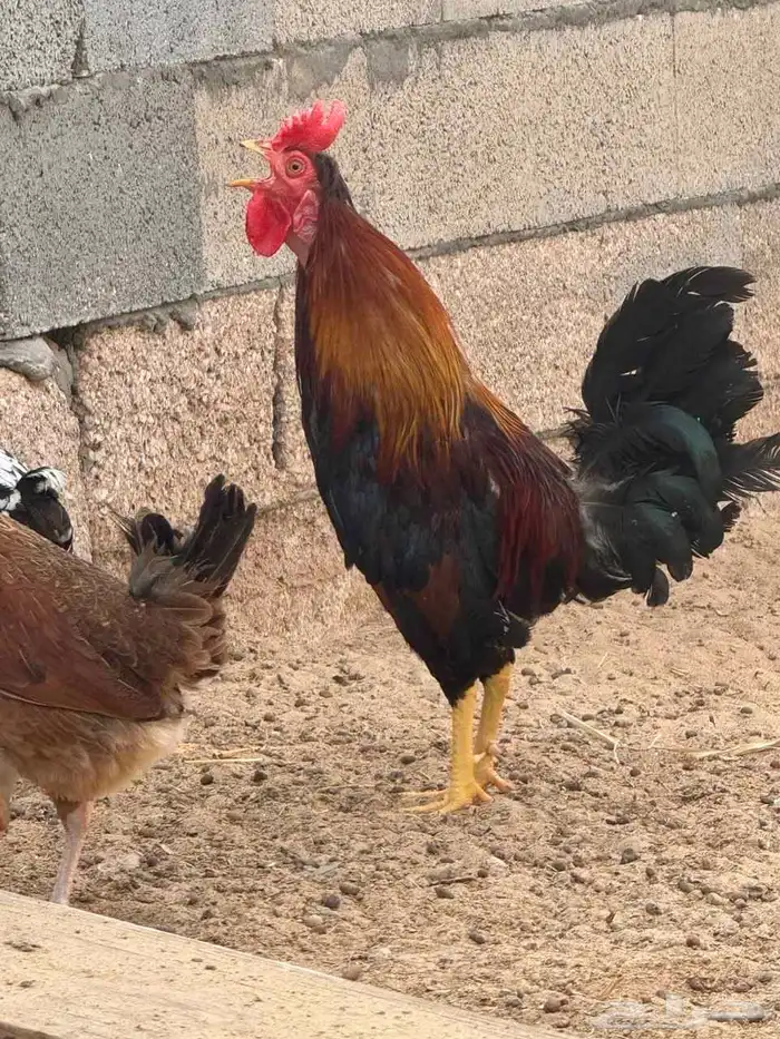 ديك ترثة عربي 2