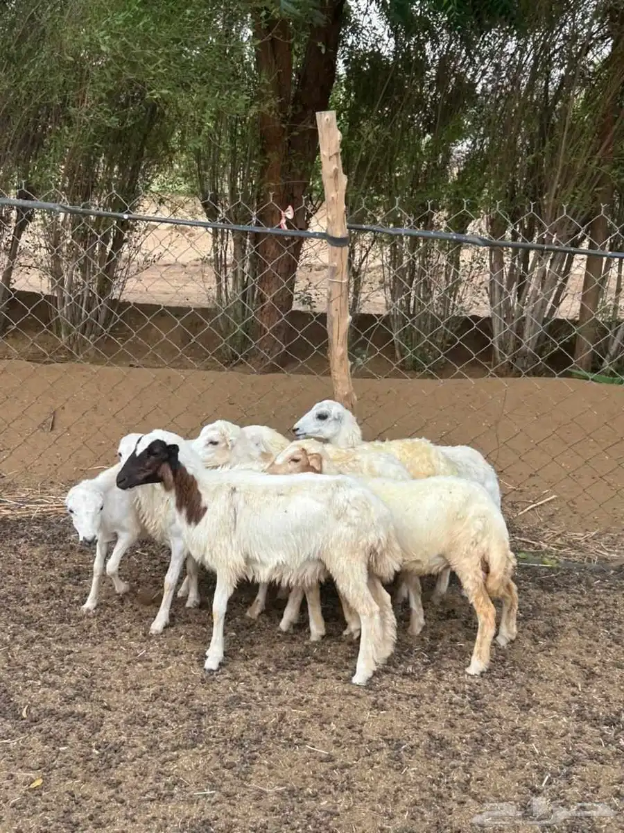للبيع رخيل بلدي فواخر 0