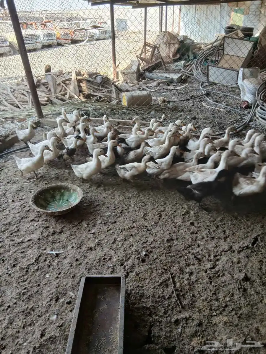 بط للبيع العدد 70 حبه 7