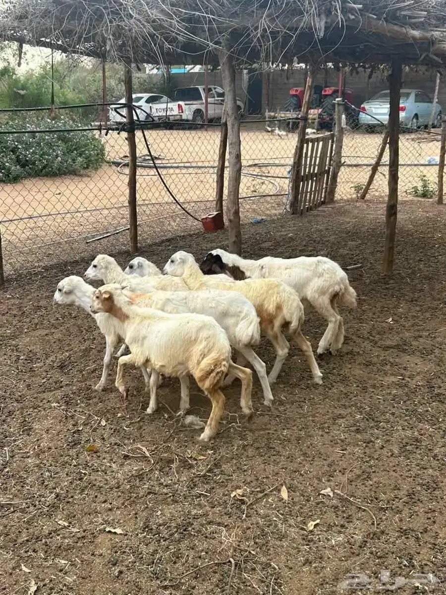 للبيع رخيل بلدي فواخر 1