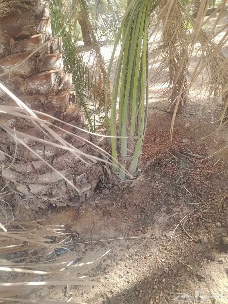 يوجد لدينا جميع فسايل النخل العربية والجثايث 1