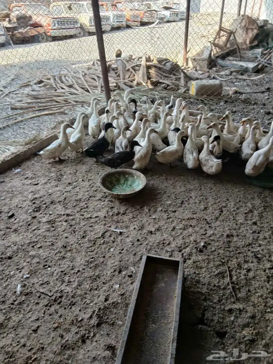 بط للبيع العدد 70 حبه 8