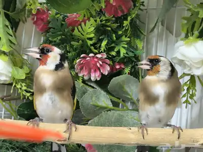 جوز حسون سوري تم البيع الله يبارك لصاحبه 4