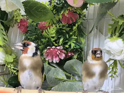 جوز حسون سوري تم البيع الله يبارك لصاحبه 0