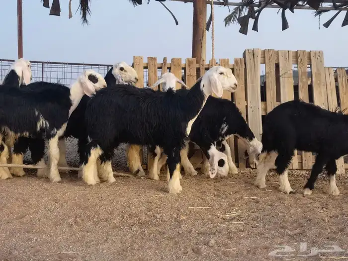 رخال نجد مقنوي طيبات 5