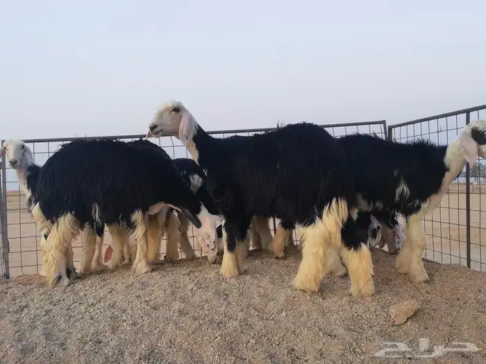 رخال نجد مقنوي طيبات 3