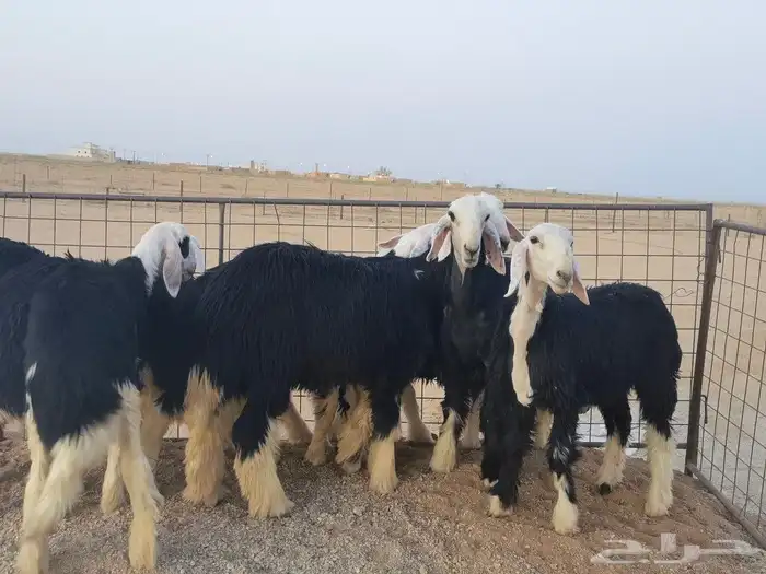 رخال نجد مقنوي طيبات 4