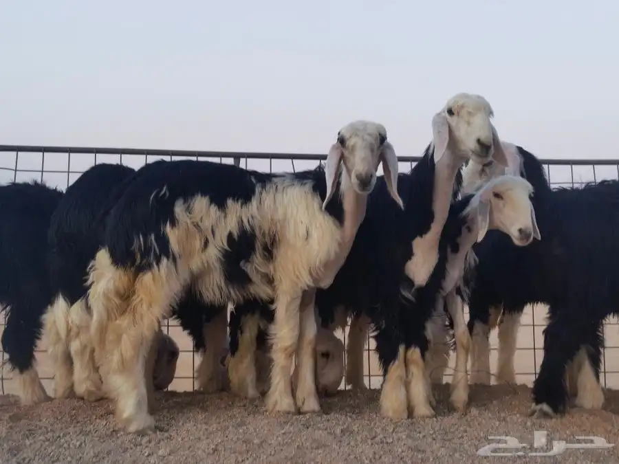 رخال نجد مقنوي طيبات 6