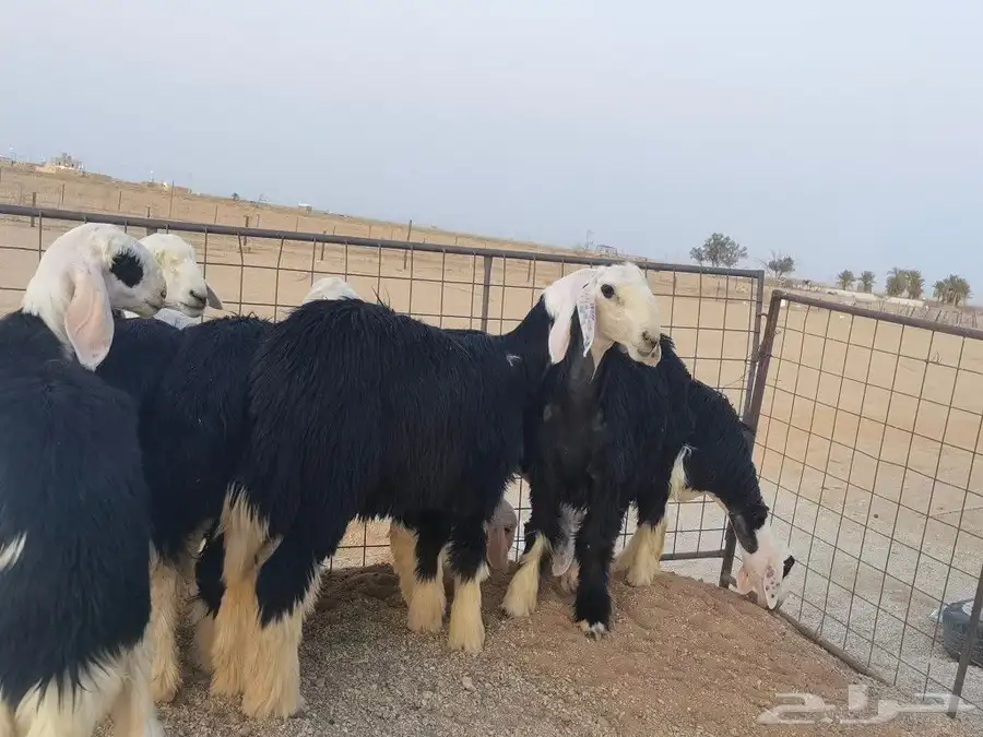 رخال نجد مقنوي طيبات 5