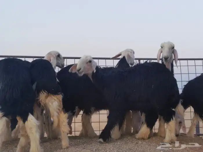 رخال نجد مقنوي طيبات 8