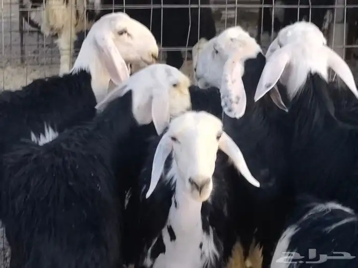 رخال نجد مقنوي طيبات 1