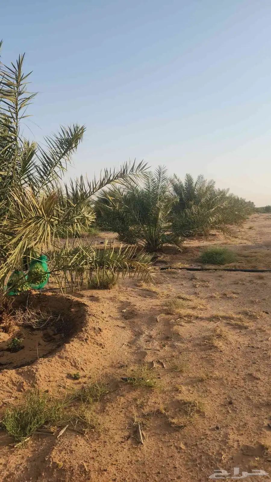 تمر خلاص للبيع 1