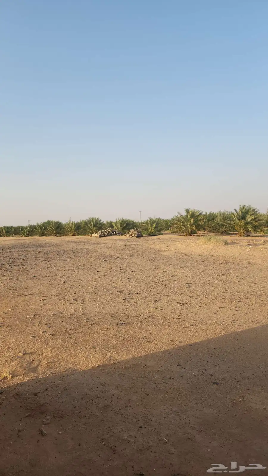 تمر خلاص للبيع 2