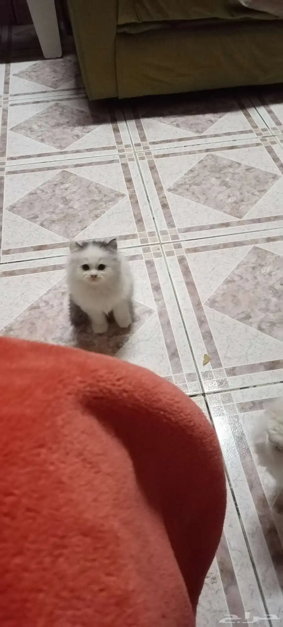 قطط للتبني 1