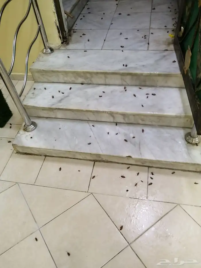 شركة مكافحة حشرات بمكة 1