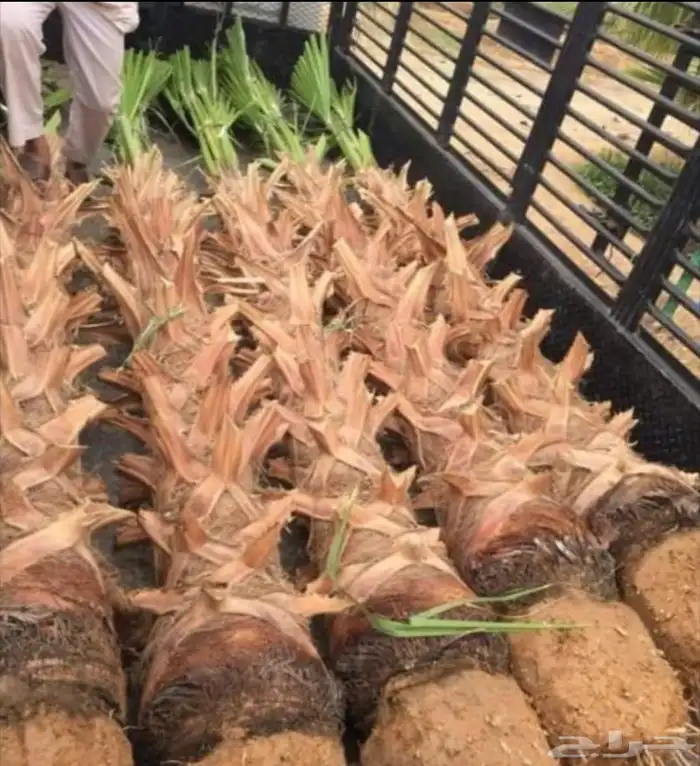 نخل واشنطني 6