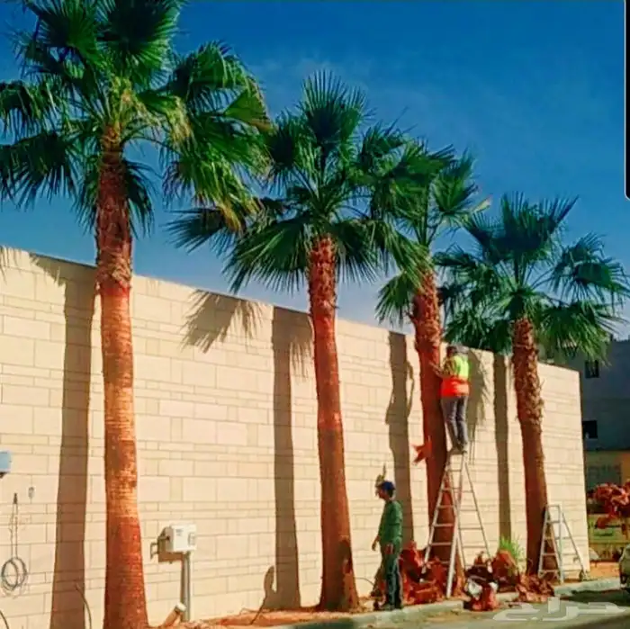 نخل واشنطني 2