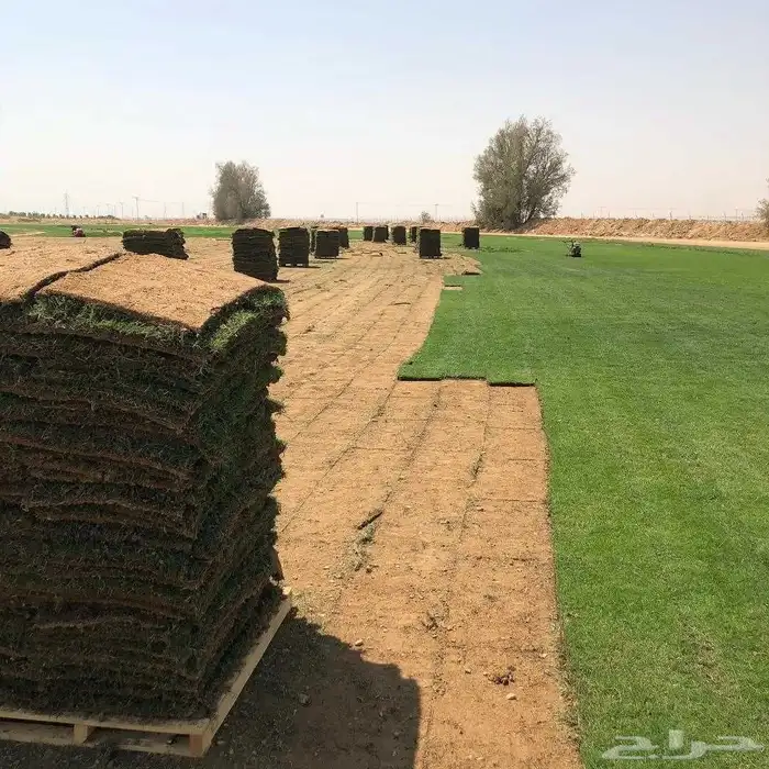 ثيل طبيعي درجه اولى 2