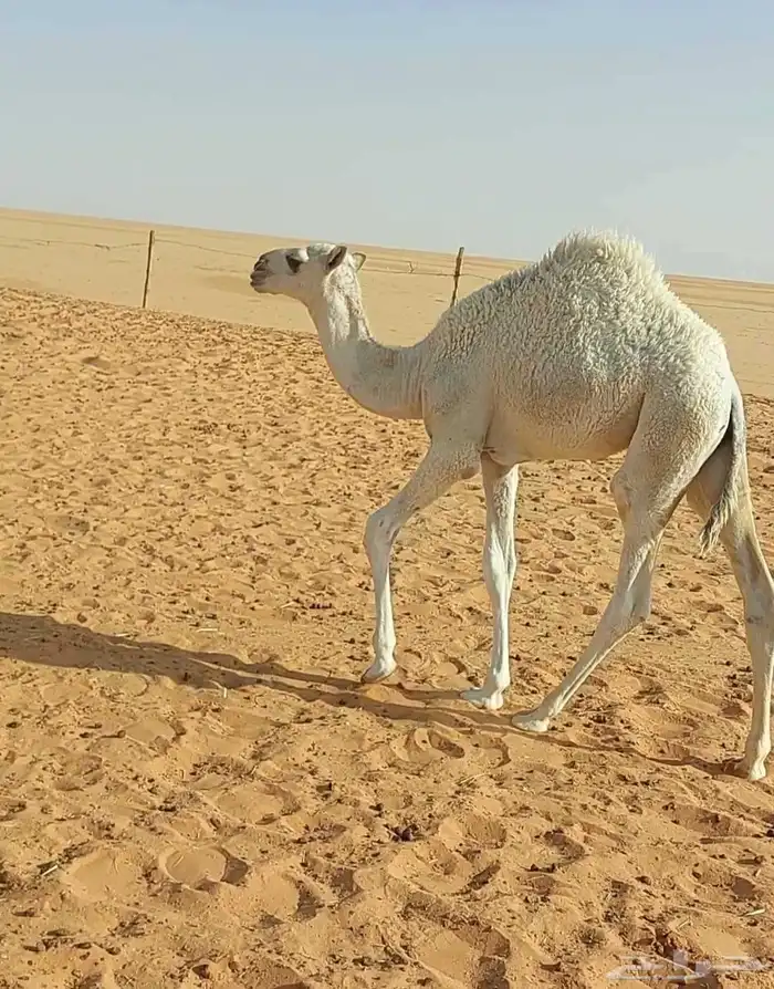 حوار تمامي كفو عمره 3شهور سمين قافل عليه سوم 3700 5