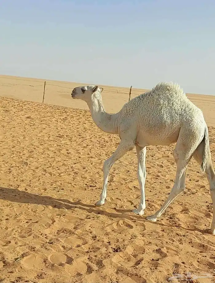 حوار تمامي كفو عمره 3شهور سمين قافل عليه سوم 3700 3