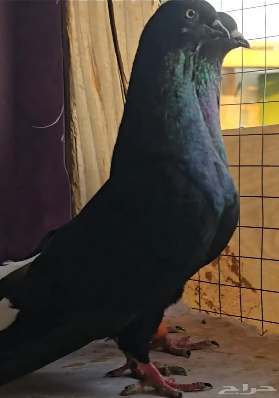 جوز نوريات سود ذنب كوخ 0