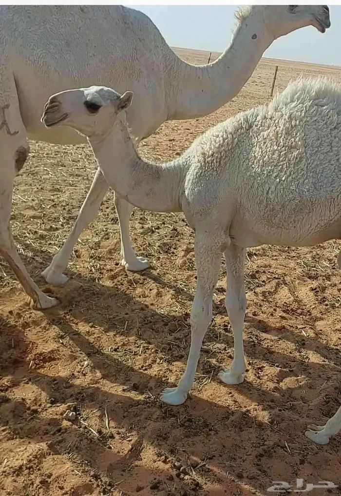 حوار تمامي كفو عمره 3شهور سمين قافل عليه سوم 3700 1