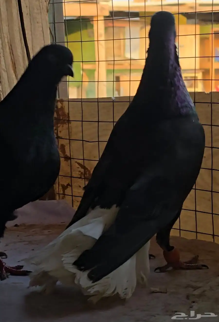 جوز نوريات سود ذنب كوخ 4