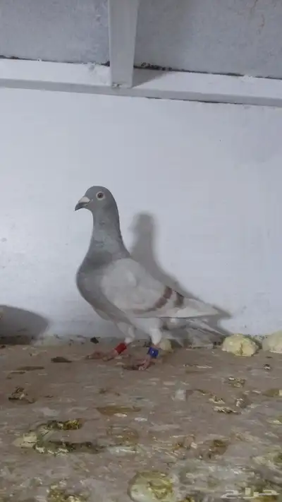 ذكر زاجل قطري 0
