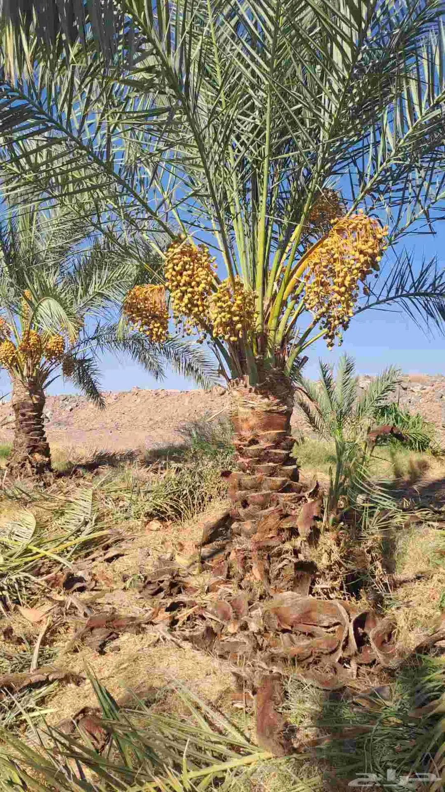 نخل للبيع اخلاص سكري شيشي برحي 0