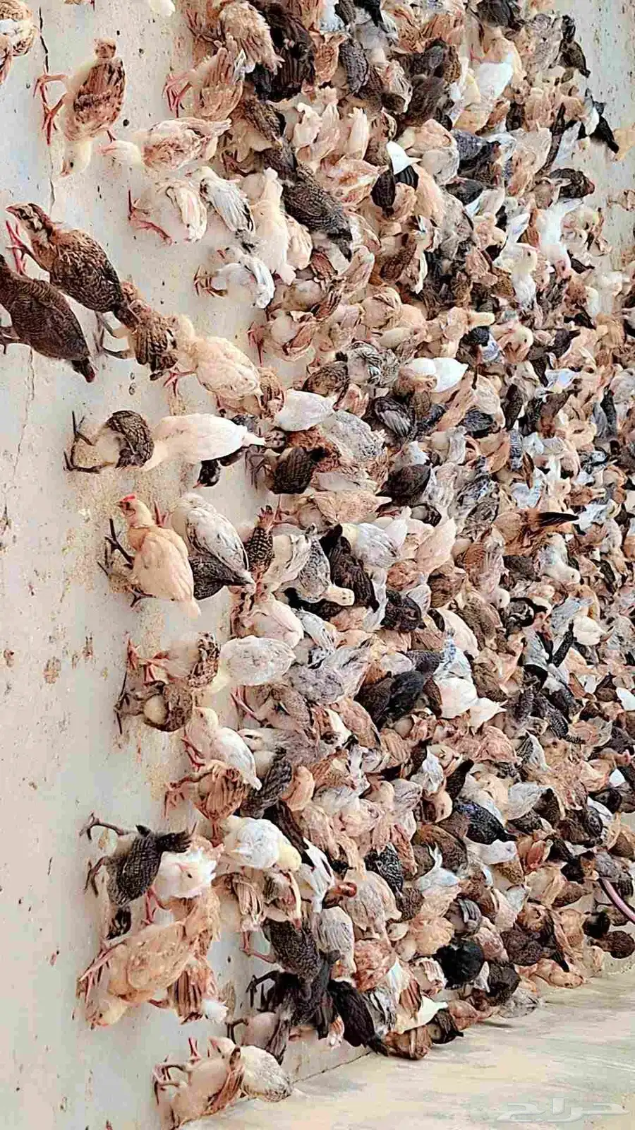 صوص بلدي 0