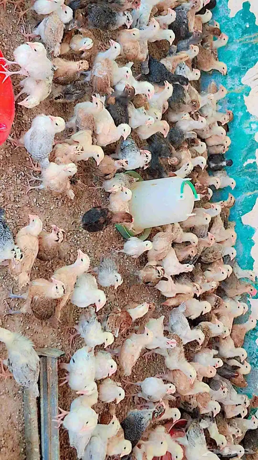 صوص بلدي 5